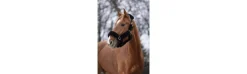 Cabezada Cuadra EQUITHEME Teddy Rose Gold-Equi Theme Online