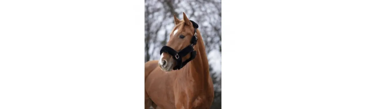 Cabezada Cuadra EQUITHEME Teddy Rose Gold-Equi Theme Online