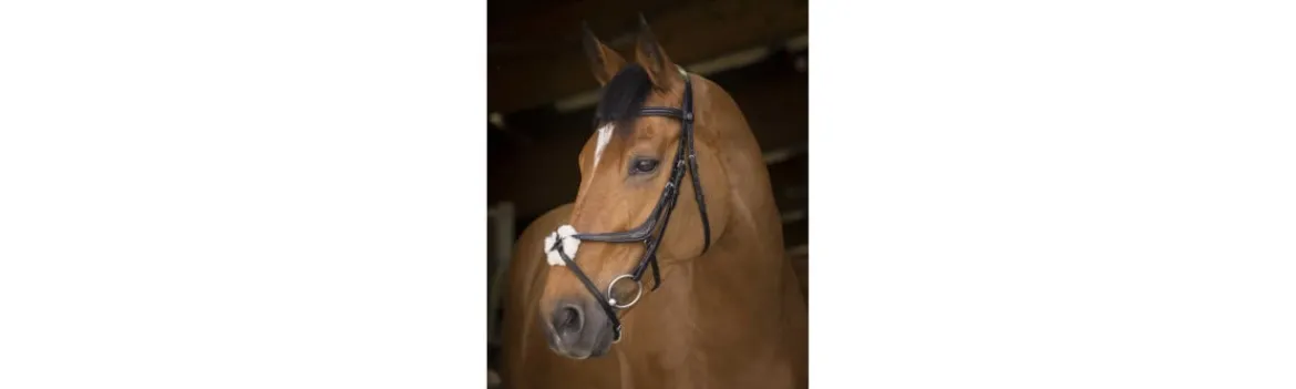 Cabezada de Montar Norton Pro con Muserola-Equi Theme