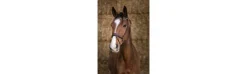 Cabezada de montar PRO "Miss"-Norton Discount