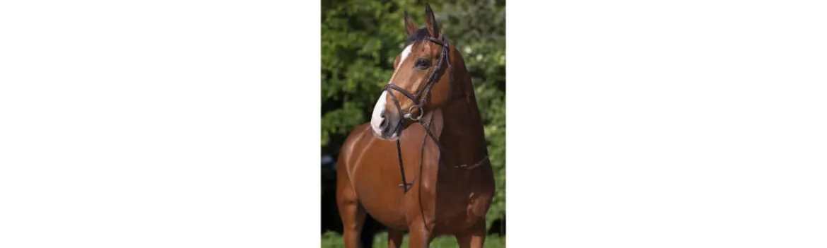 Cabezada de montar RIDING WORLD “Muserolle combinée”-Alvarez Best